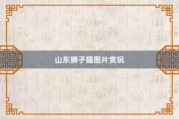 山东狮子猫图片赏玩